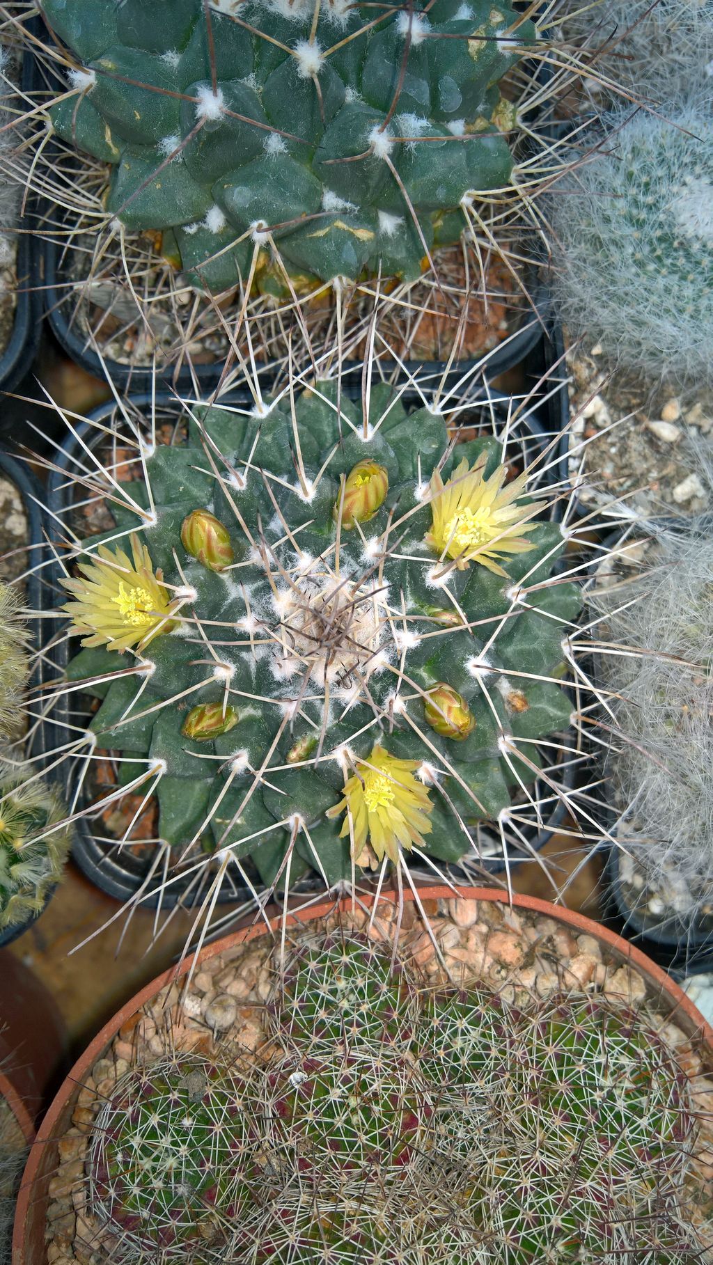 Mammillaria winterae